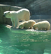 vorher zeigte Eisbär Mama Giovanna den beiden ihre neue Umgebung (©Foto:  Martin Schmitz)